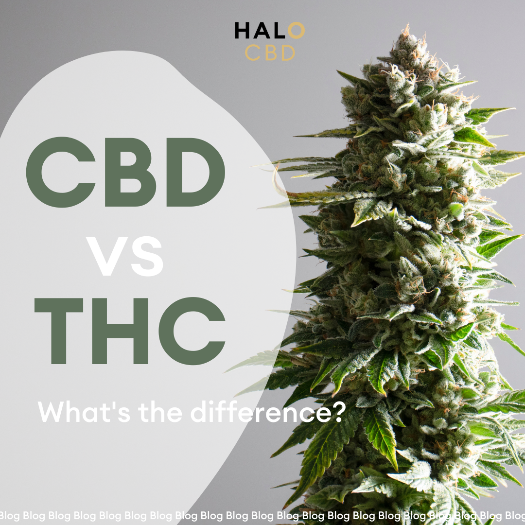 Cbd Vs Thc Whats The Difference Halo 1955